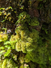 Coenogonium implexum