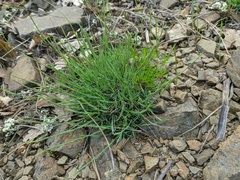 Dianthus humilis