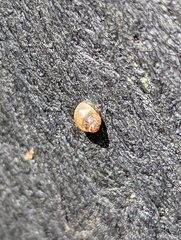 Tornatellinops mastersi