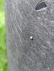 Tornatellinops mastersi