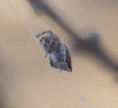 Cyrtophora citricola