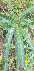 Aloe pruinosa