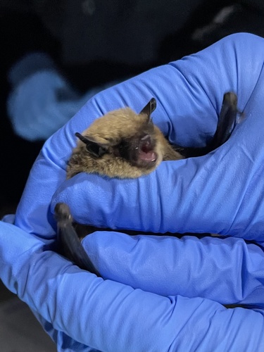 Long-legged Myotis