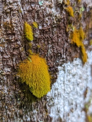 Coenogonium implexum