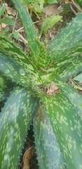 Aloe pruinosa