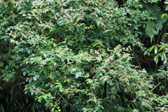 Euonymus tashiroi