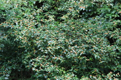 Euonymus tashiroi