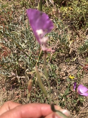 Clarkia lewisii