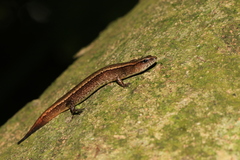 Scincella formosensis