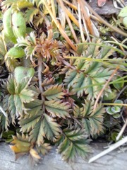 Acaena anserinifolia