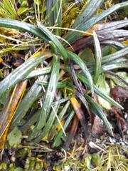 Celmisia major brevis