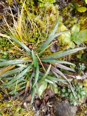 Celmisia major brevis