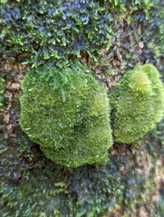 Coenogonium implexum