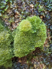 Coenogonium implexum