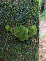 Coenogonium implexum