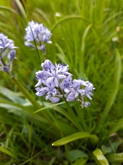Hyacinthoides italica