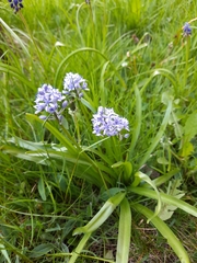 Hyacinthoides italica