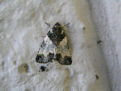 Cerma cerintha
