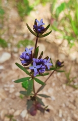 Asperula arvensis