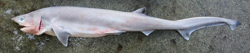 Foto de Tiburón Griset Narizagudo (Heptranchias perlo)