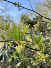 Lindera umbellata