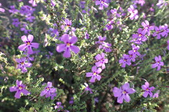 Jamesbrittenia tenuifolia