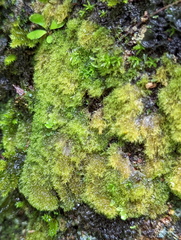 Coenogonium implexum