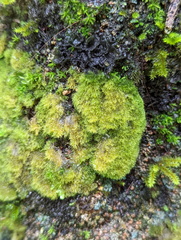 Coenogonium implexum