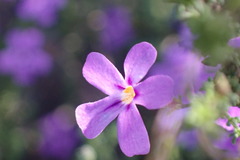 Jamesbrittenia tenuifolia