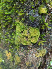 Coenogonium implexum