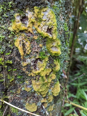 Coenogonium implexum