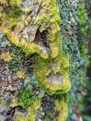 Coenogonium implexum