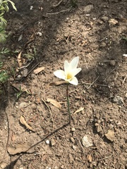 Zephyranthes alba