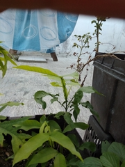 Melicoccus oliviformis