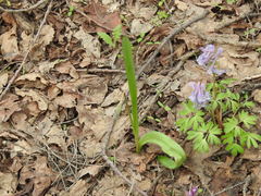 Tulipa sylvestris