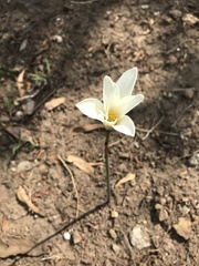 Zephyranthes alba