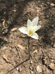 Zephyranthes alba
