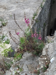 Antirrhinum tortuosum