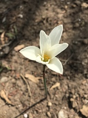 Zephyranthes alba