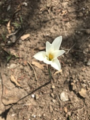 Zephyranthes alba