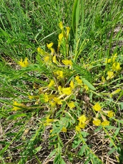 Astragalus wolgensis