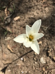 Zephyranthes alba