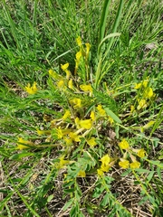 Astragalus wolgensis