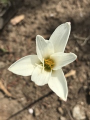 Zephyranthes alba