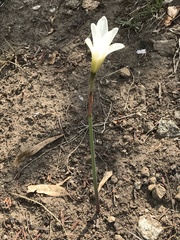 Zephyranthes alba