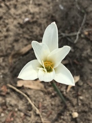 Zephyranthes alba