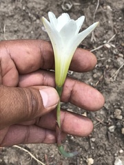Zephyranthes alba