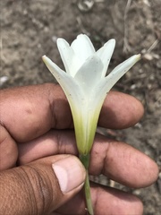 Zephyranthes alba