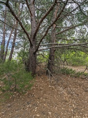 Pinus brutia pityusa