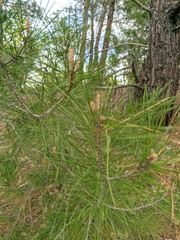 Pinus brutia pityusa
